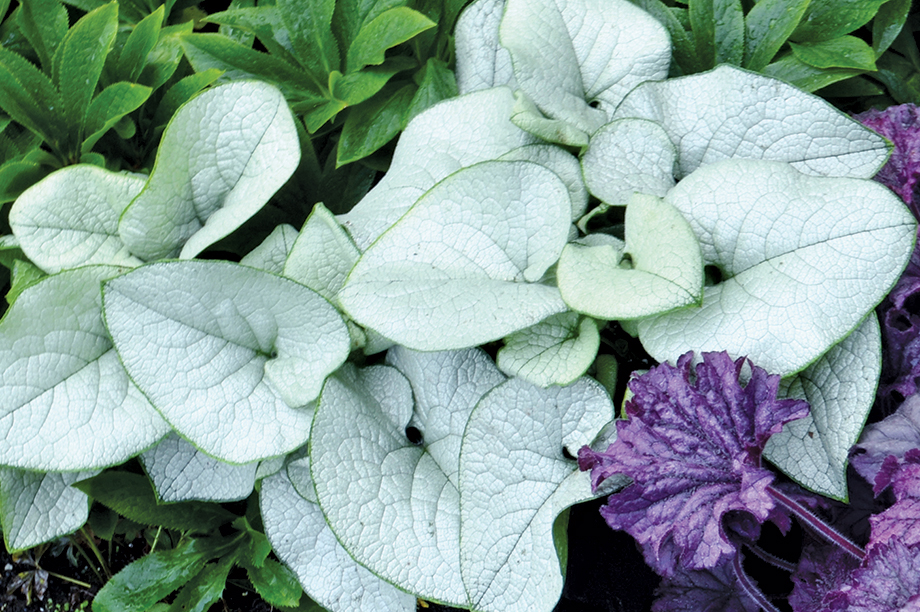 Brunnera 'Alexandria' totally silvered